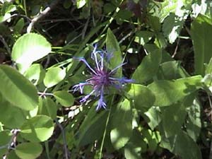 アッヘンゼー湖畔の花（２）