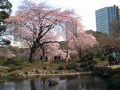 小石川後楽園の桜