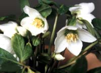 クリスマスローズ