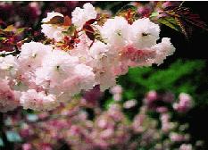 [画像: 京都鞍馬寺の八重桜]