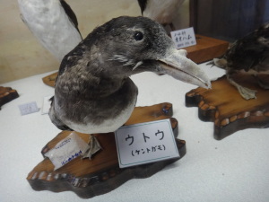 焼尻郷土館のウトウの剥製